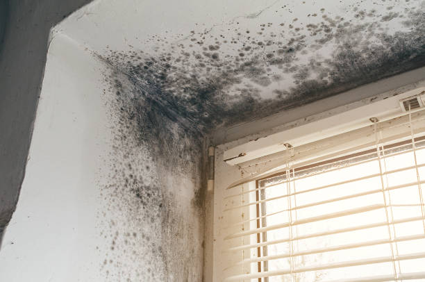 Affordable Hvac And Air Duct Mold Remediation solutions in Jefferson, NC